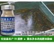 養(yǎng)魚苗種期間肥水用的微生物益生菌正規(guī)廠家聯(lián)系方式